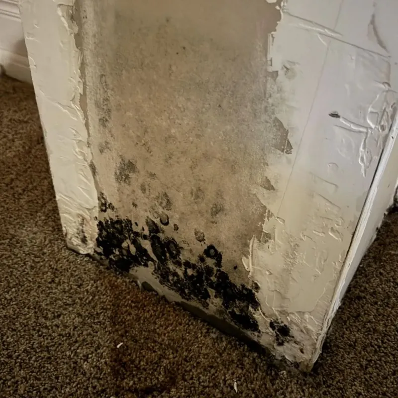 Professional Mold Removal in Cleveland, OK